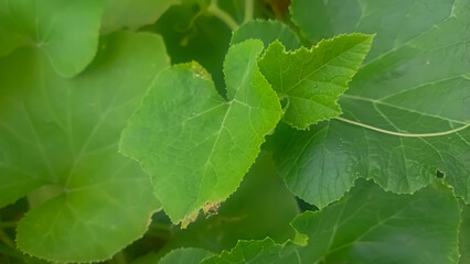 young green cucurbita maxima leaf