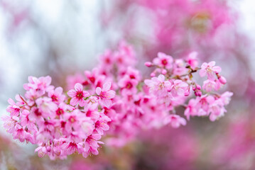 Pink flower Sakura cherry blossom spring nature scene.