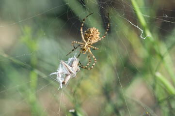 Argiope lobata. Maristella. Alghero, SS, Sardegna. Italy