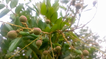 A picture of Dimocarpus longan or kelengkeng fruit 