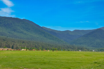 Fototapeta premium cows grazing on green summer meadow in Bazum Mountains near Gyulagarak (Lori province, Armenia)