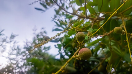 A picture of Dimocarpus longan or kelengkeng fruit 