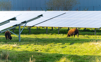 Farm sheep animals with solar panels on photovoltaic farm in sunlight