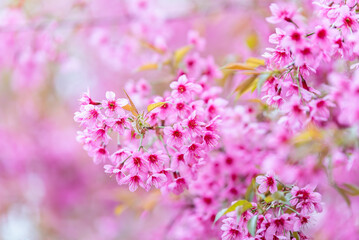 Pink flower Sakura cherry blossom spring nature scene.