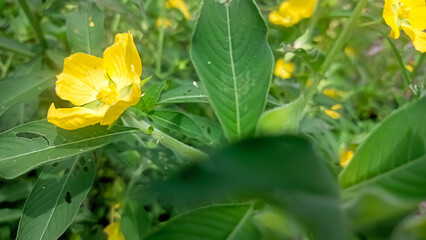 yellow flower in the garden