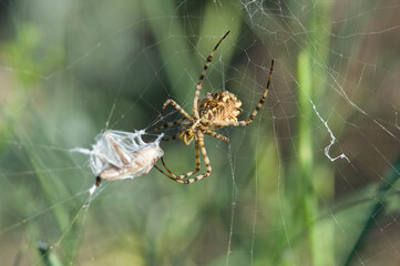 Argiope lobata. Maristella. Alghero, SS, Sardegna. Italy