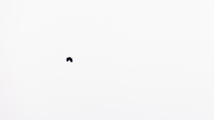 Colorado Bald Eagle Flying Over Boulder