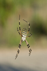 Argiope bruennichi. Maristella. Alghero, Sardegna. Italy..