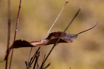 autumn leaf