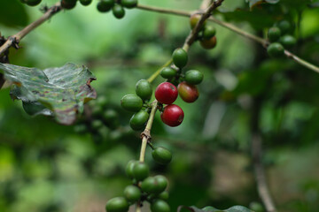 photo of red coffee fruit on the stem