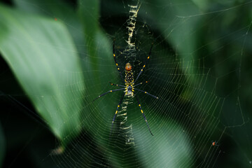 close up photo of a green spider in its web against a backdrop of green leaves in nature