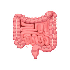 Human intestines, anatomy of internal organ, digestive tract. Small and large intestines, human internal organs. Vector illustration digestive system.