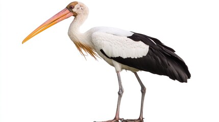 Asian openbill stork profile, white background, nature © SlashStd