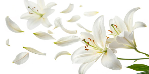 Obraz premium lily of the valley