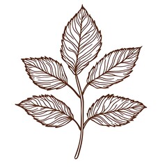 Detailed line drawing of a rose leaf branch