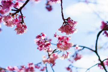 Blossoming pink cherry blossom flowers on branches with sunshine in blue sky. Selective focus.