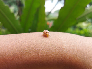 This captivating macro photograph showcases a delicate ladybug resting on a human arm, highlighting the beauty of nature's small wonders. The tiny insect, with its pale orange body and black spots