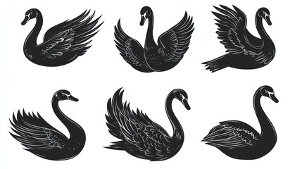 Obraz premium Six black swan silhouettes, various poses, white background, design element (1)