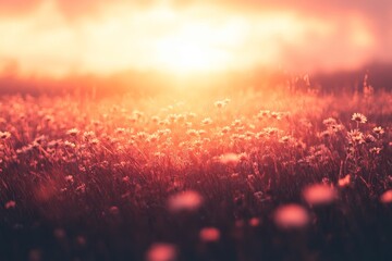 Sunset over a blooming meadow filled with wildflowers in a tranquil landscape