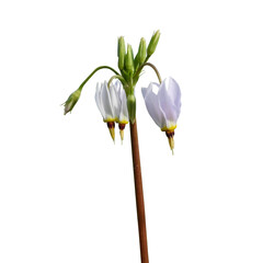 Dodecatheon meadia | known as Prairie Shooting Star or Pride of Ohio | Native North American...