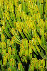 Close-up of a euphorbia ingens. Detail of the branching of a cactus.
