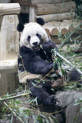 Obraz premium Young giant panda chewing bamboo
