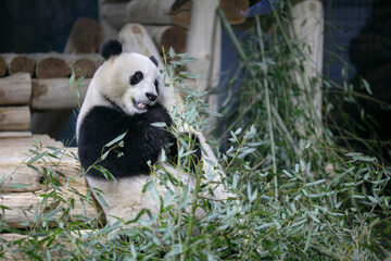 Fototapeta premium Young giant panda chewing bamboo