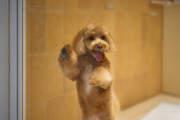 Dog looks through glass while playfully posing in a bright room