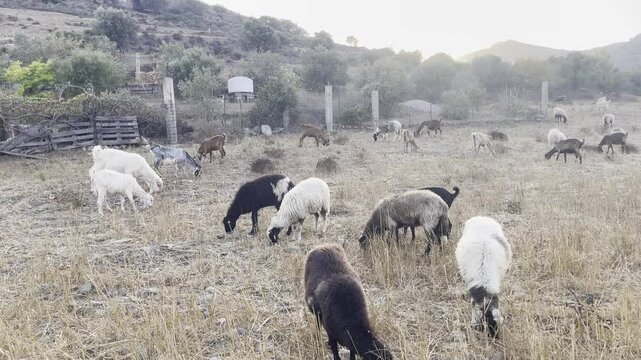 Ch&egrave;vres  en, train de manger dans un p&acirc;turage sec en Gr&egrave;ce