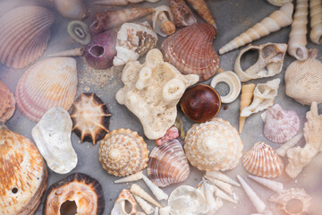 Display of seashells collected from a tropical beach