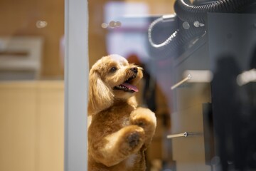 Dog eagerly waiting at the grooming salon for a pampering session