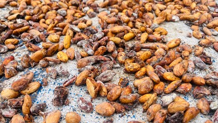 Close-up view of dried cocoa beans on drying mat surface. The drying process for cocoa beans, which is one of the largest export commodities in the Central Sulawesi region