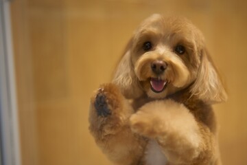 Happy dog playing and looking through a glass enclosure at a pet store