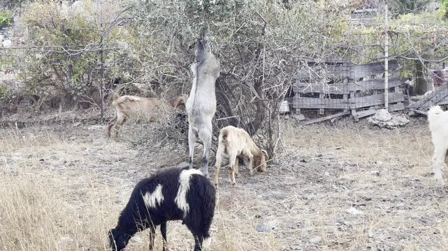 Ch&egrave;vres  en, train de manger dans un p&acirc;turage sec en Gr&egrave;ce