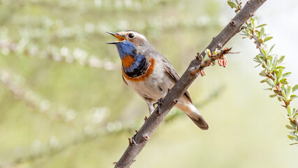 male and female cardinal