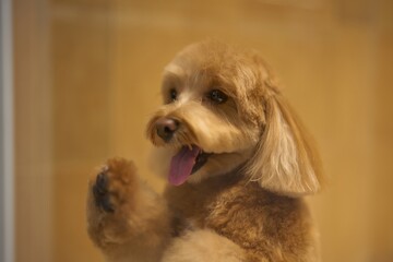 Happy dog enjoys being indoors with its tongue out
