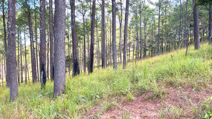 forest in the morning