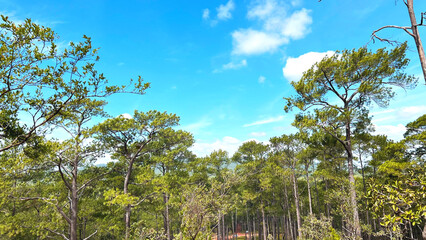 Fototapeta premium trees in the forest