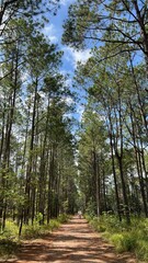 footpath in the forest