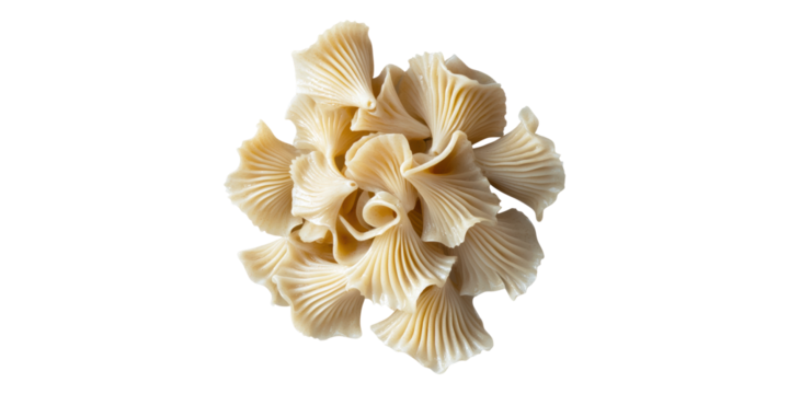 Spiral shaped pasta isolated on transparent background