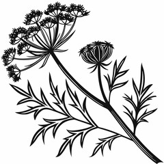 Bai sanicle vector silhouette black design white background