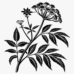 Bai sanicle vector silhouette black design white background