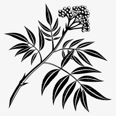 Bai sanicle vector silhouette black design white background