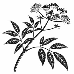 Bai sanicle vector silhouette black design white background