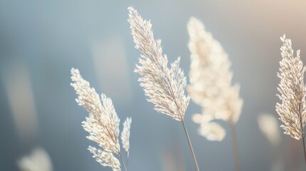 Soft Golden Reeds in a Gentle Breeze at Dusk with Blurred Background