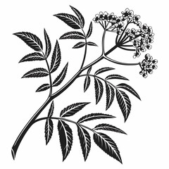 Bai sanicle vector silhouette black design white background