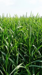 Obraz premium Lush Green Tall Grass Against a Clear Sky in Natural Landscape