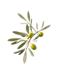 Close-Up of Olive Branch with Green Olives, Transparent on white background. 