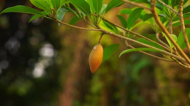 Sapodilla fruits and leaves hanging on its tree (Manilkara zapota)	