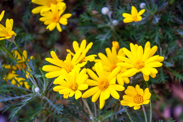 A vibrant cluster of blooming Euryops pectinatus (African bush daisy) with bright yellow petals and soft green foliage, captured in a natural garden setting.
